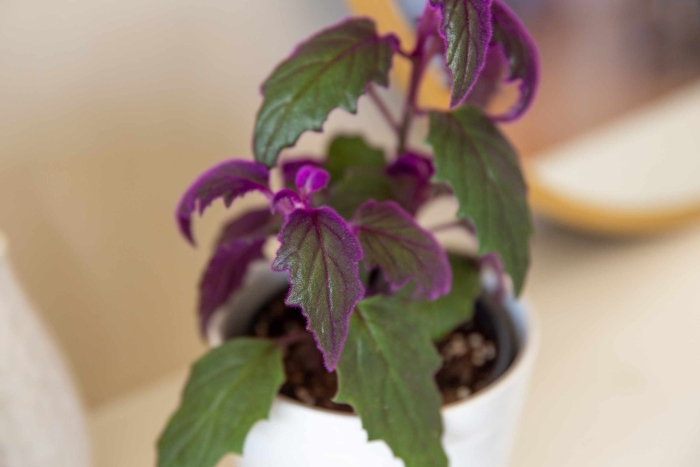 Колеус гинура