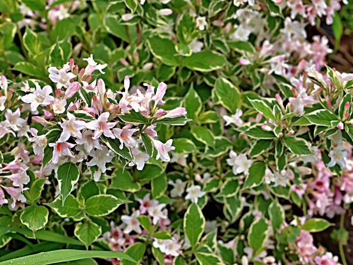 Вейгела колсун