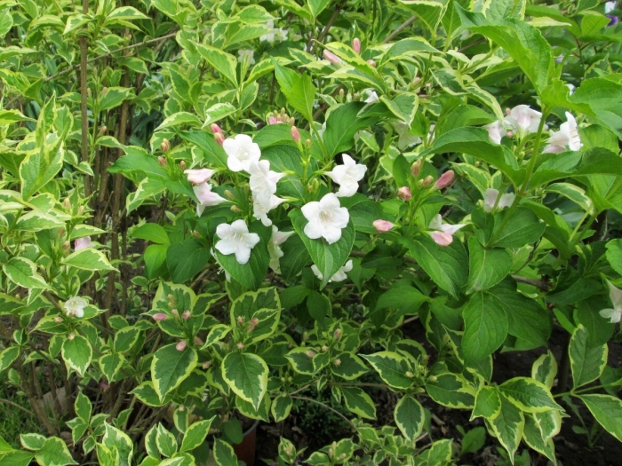 Вейгела цветущая сьюзен