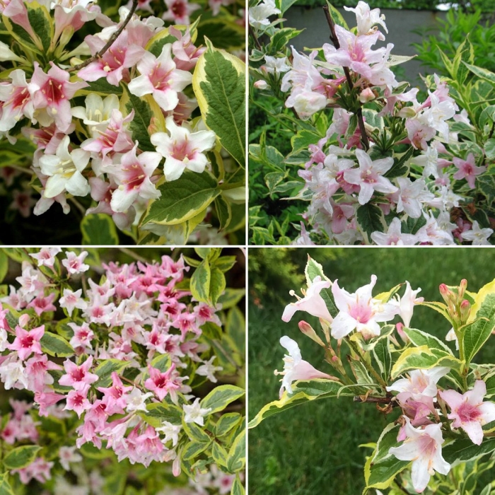 Вейгела цветущая variegata