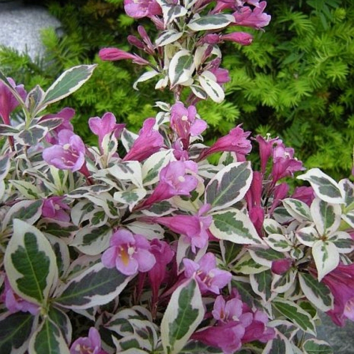 Вейгела ранняя вариегата