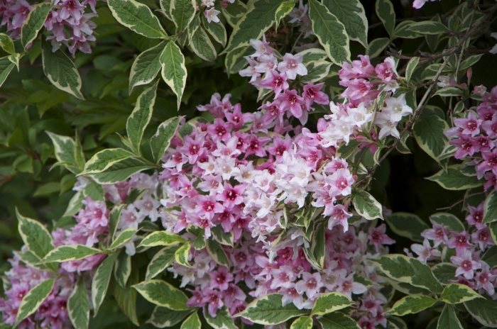 Вейгела sunny princess