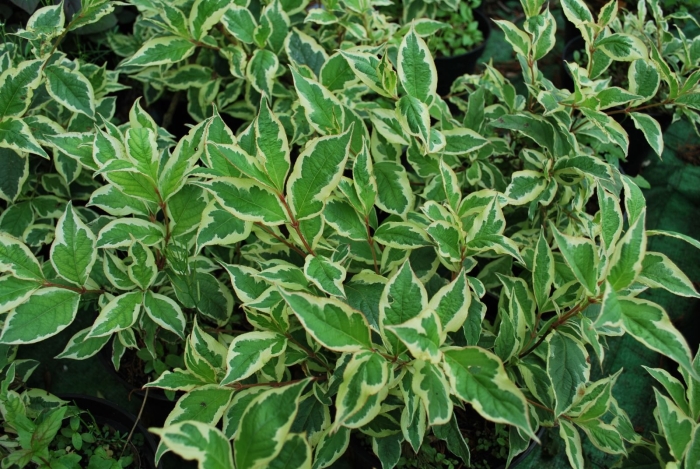 Вейгела вариегата