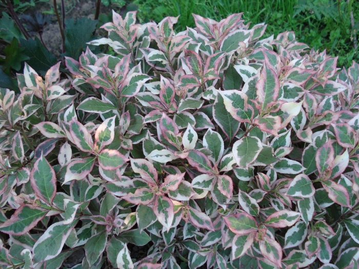 Вейгела вариегата карликовая