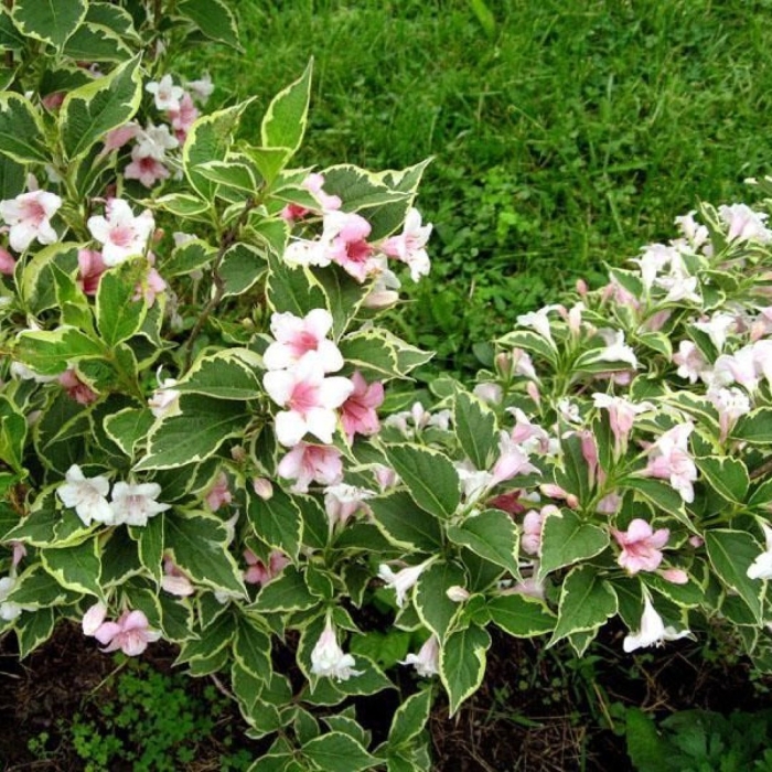 Вейгела цветущая вариегата