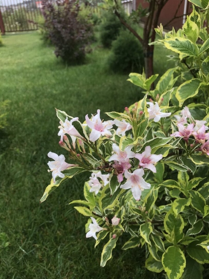 Вейгела пестролистная