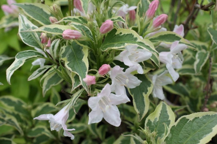 Вейгела флорида вариегата