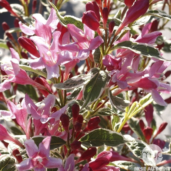 Вейгела цветущая nana variegata