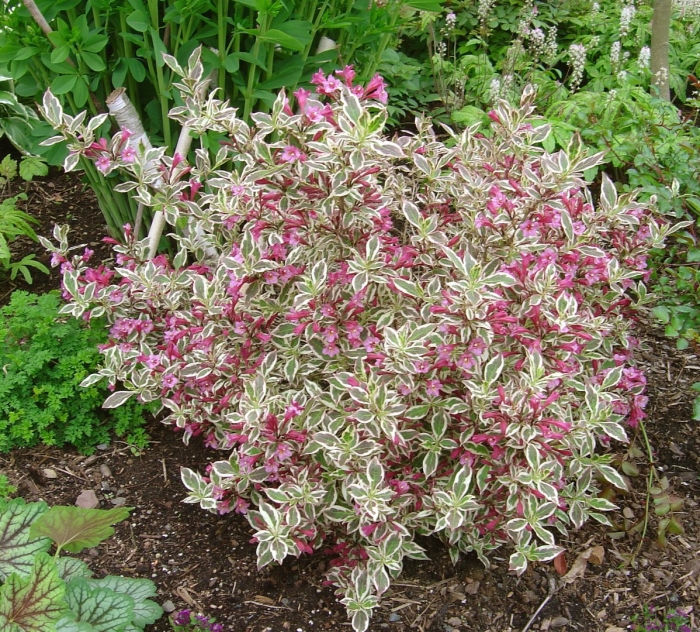 Вейгела цветущая monet