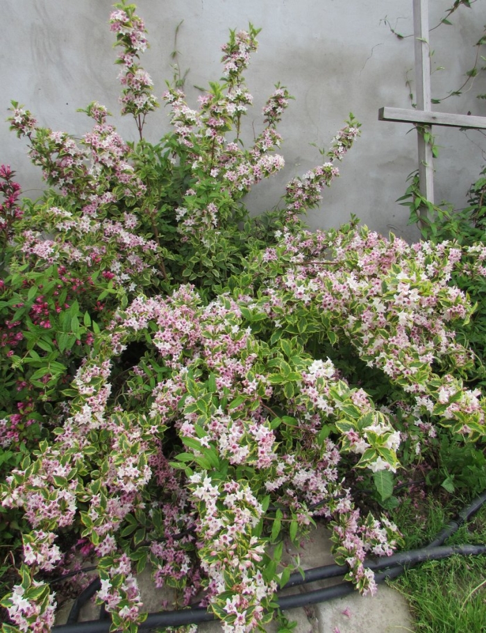 Вейгела кустарник пестролистная