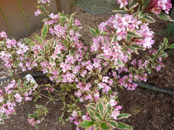 Вейгела нана пурпуреа