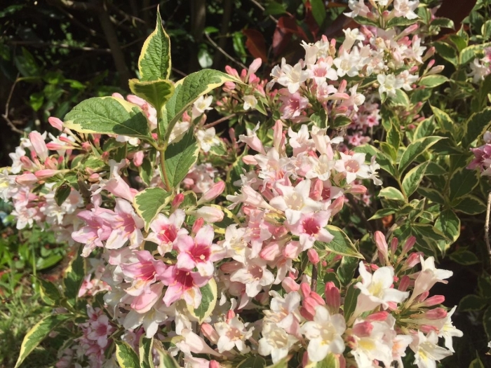 Вейгела костериана вариегата