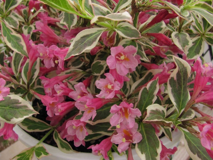 Вейгела олимпик флейм