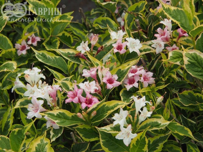 Вейгела цветущая нана вариегата