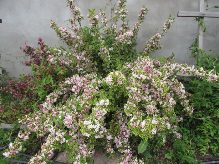 Вейгела кустарник нана вариегата