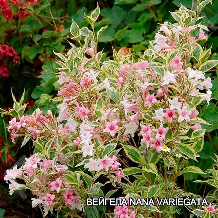 Вейгела нана вариегата