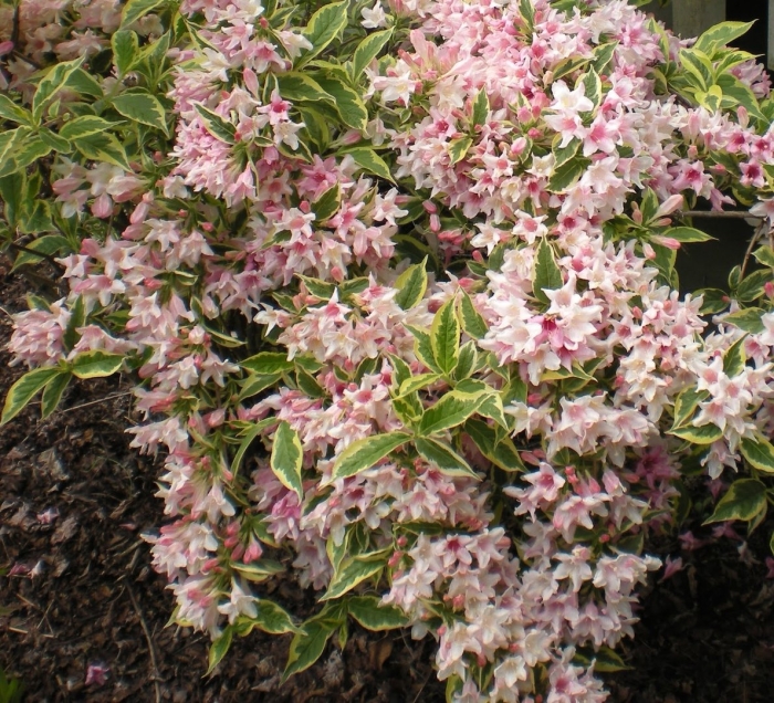 Вейгела флорида вариегата