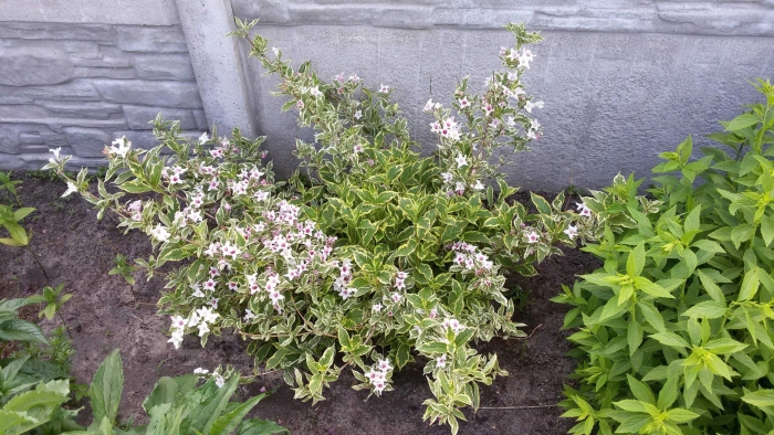 Вейгела цветущая вариегата