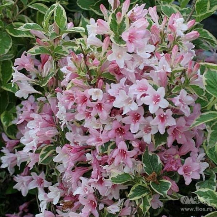 Вейгела цветущая нана