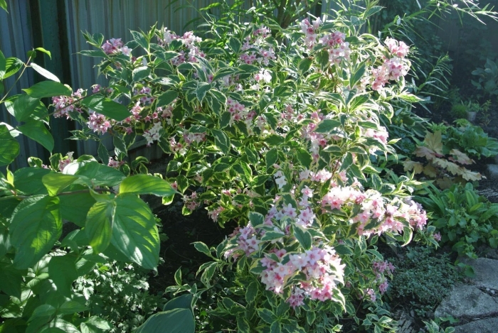 Вейгела кустарник нана вариегата