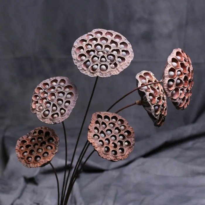 Лотос сухоцвет