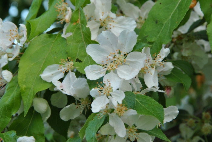 Яблоня роял бьюти