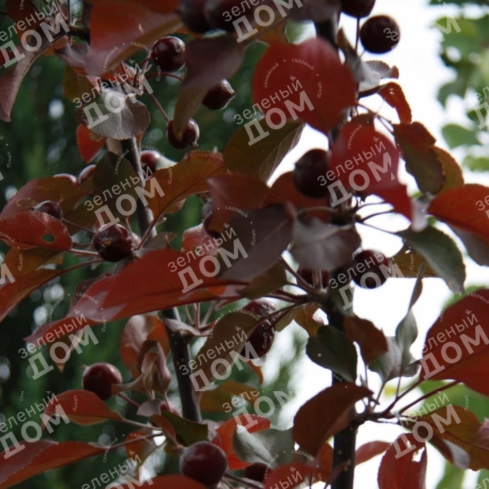 Яблоня краснолистная роялти плоды
