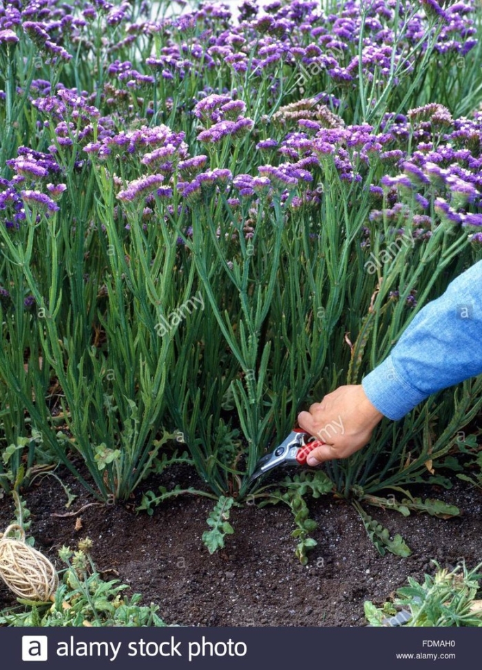 Статица суприм голубая