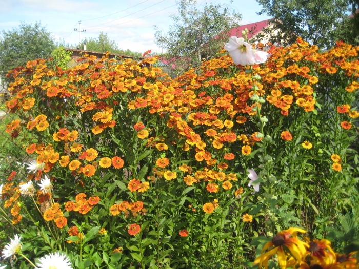 Гелениум waltraut