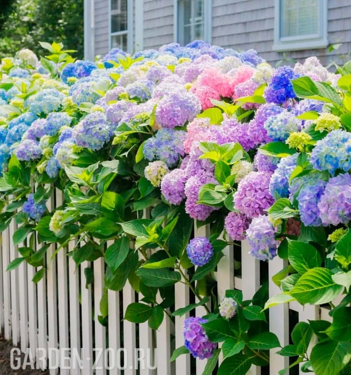 Гортензии в саду