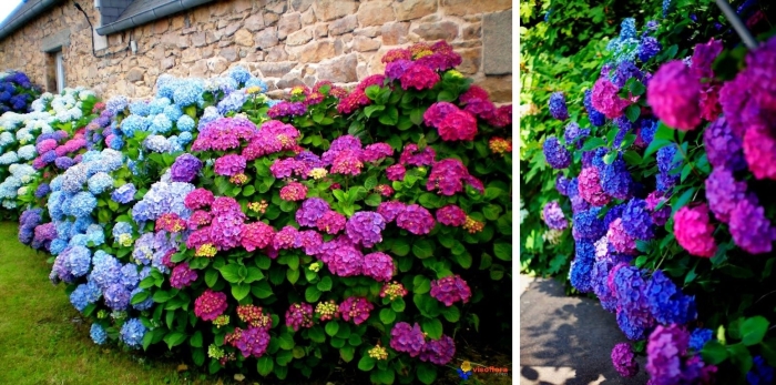 Крупнолистная гортензия