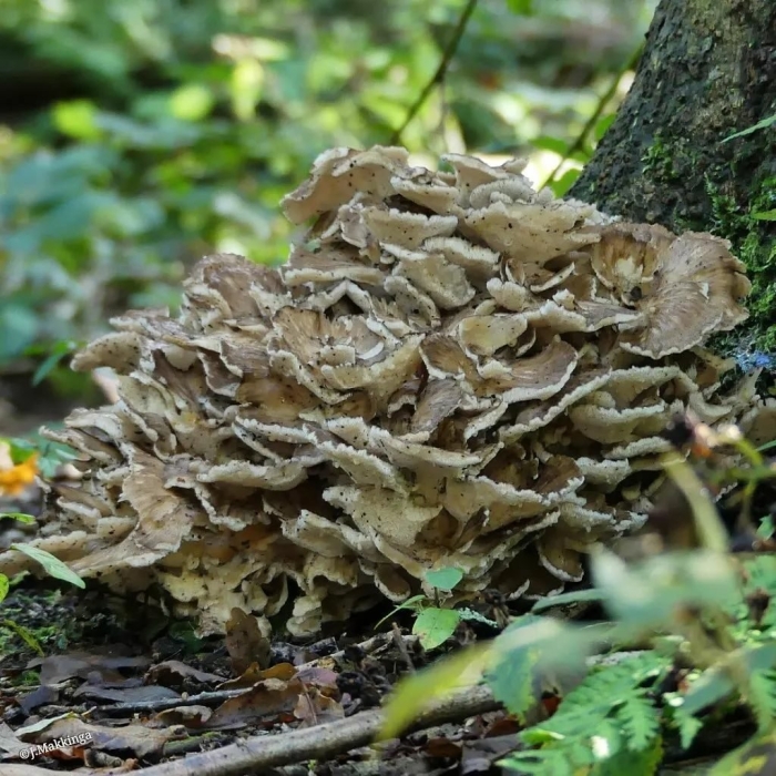 Гриб грифола курчавая