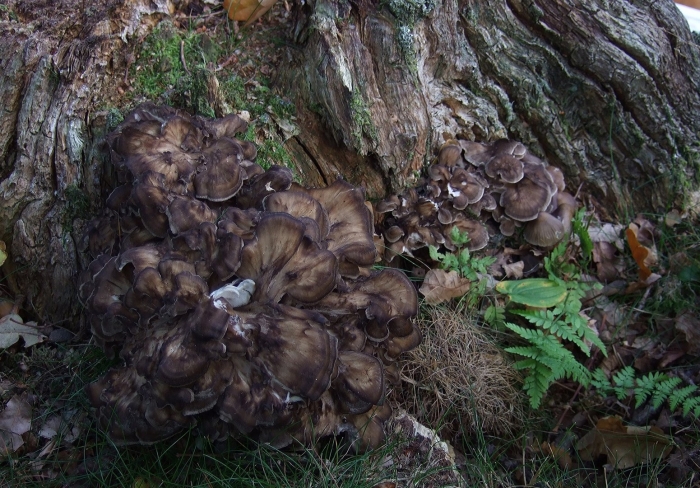 Грифола курчавая гриб-баран