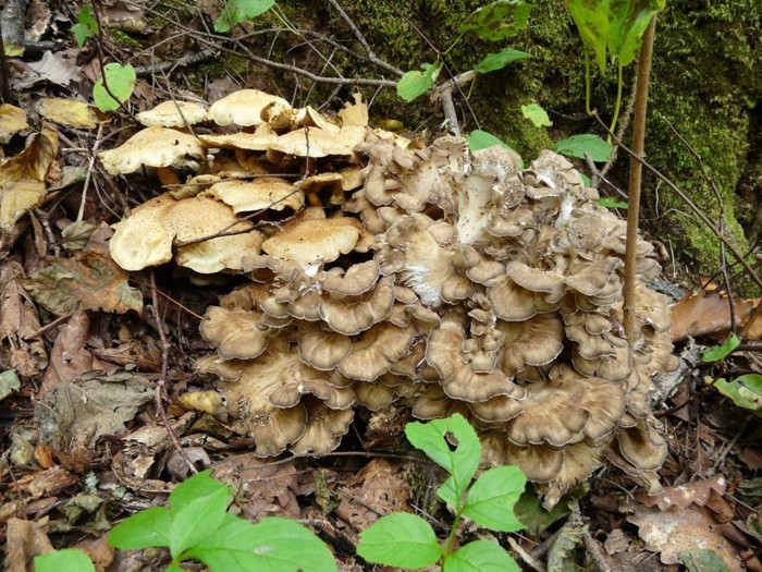 Рядовка гриб в приморье