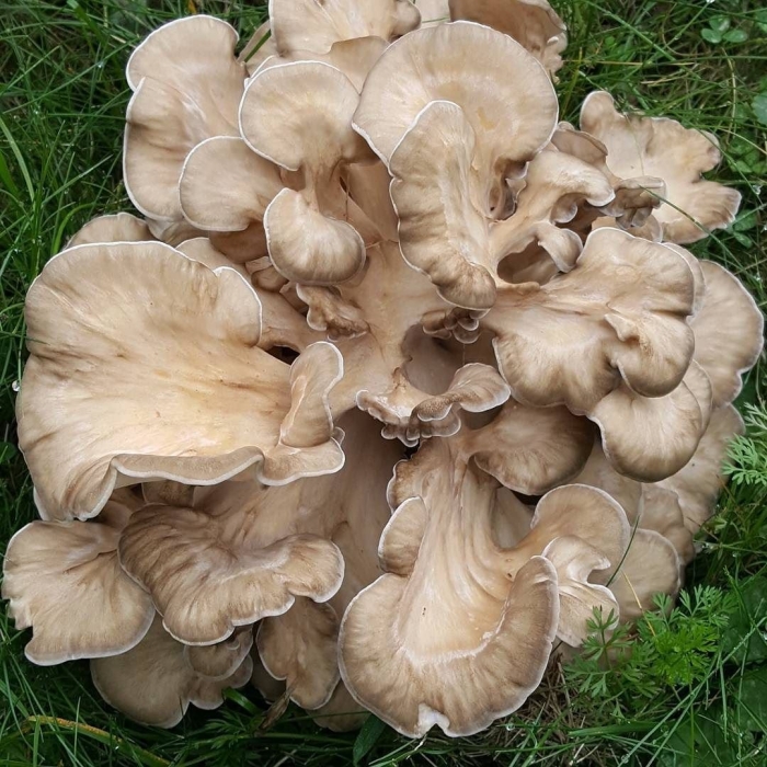 Грифола курчавая