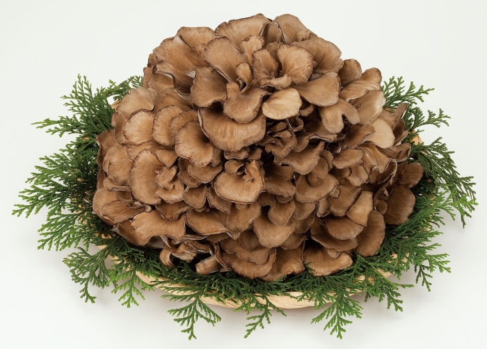 Maitake mushroom