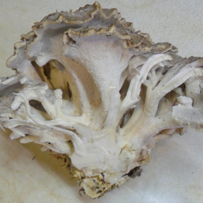 Гриб баран грифола