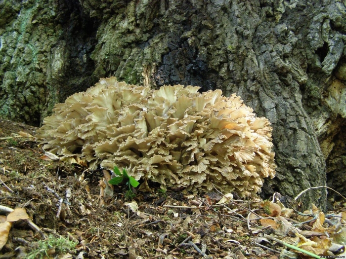 Спарассис курчавый грибная капуста