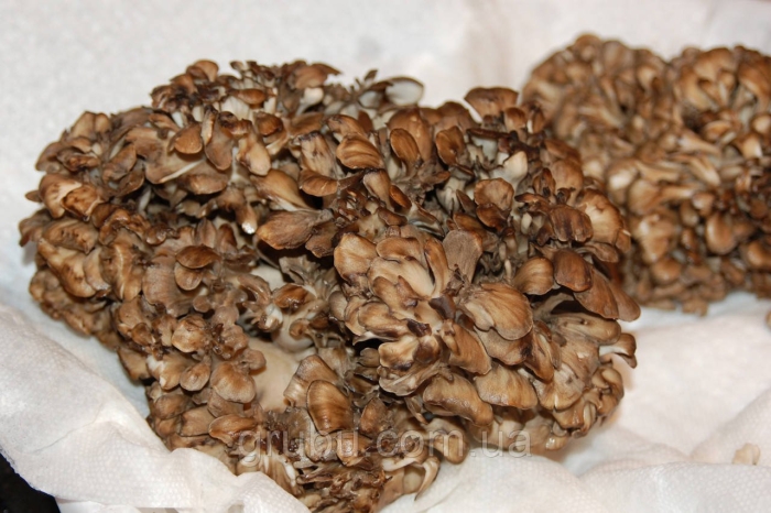 Майтаке гриб