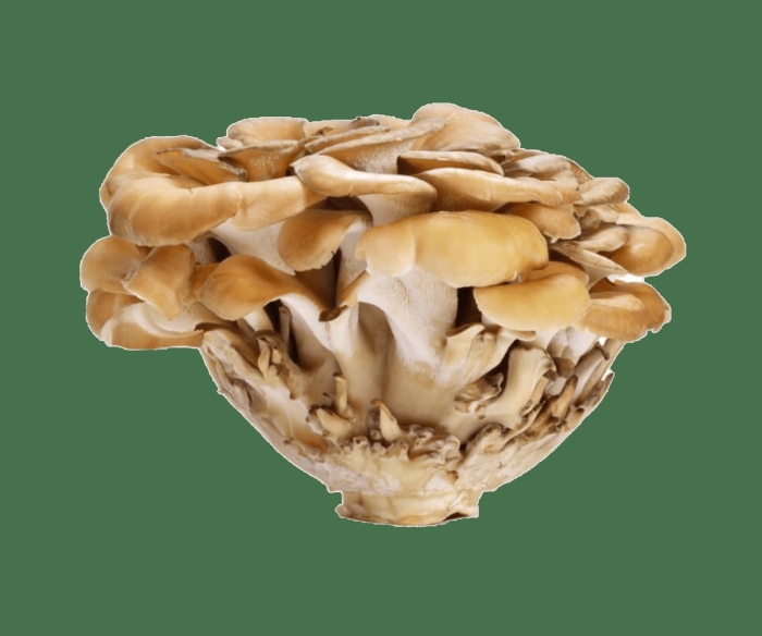 Гриб мейтаке