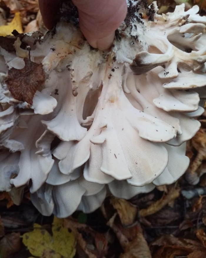 Грифола кучерявая