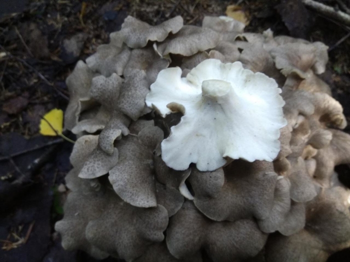 Грифола (трутовик) зонтичная