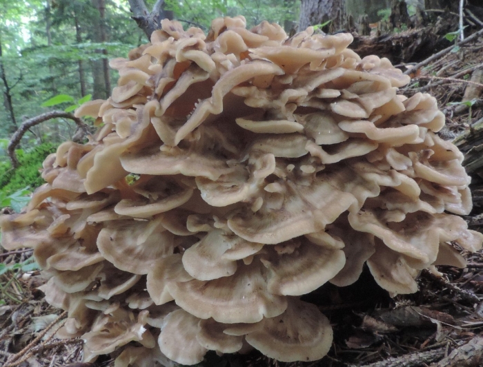 Мейтаке гриб