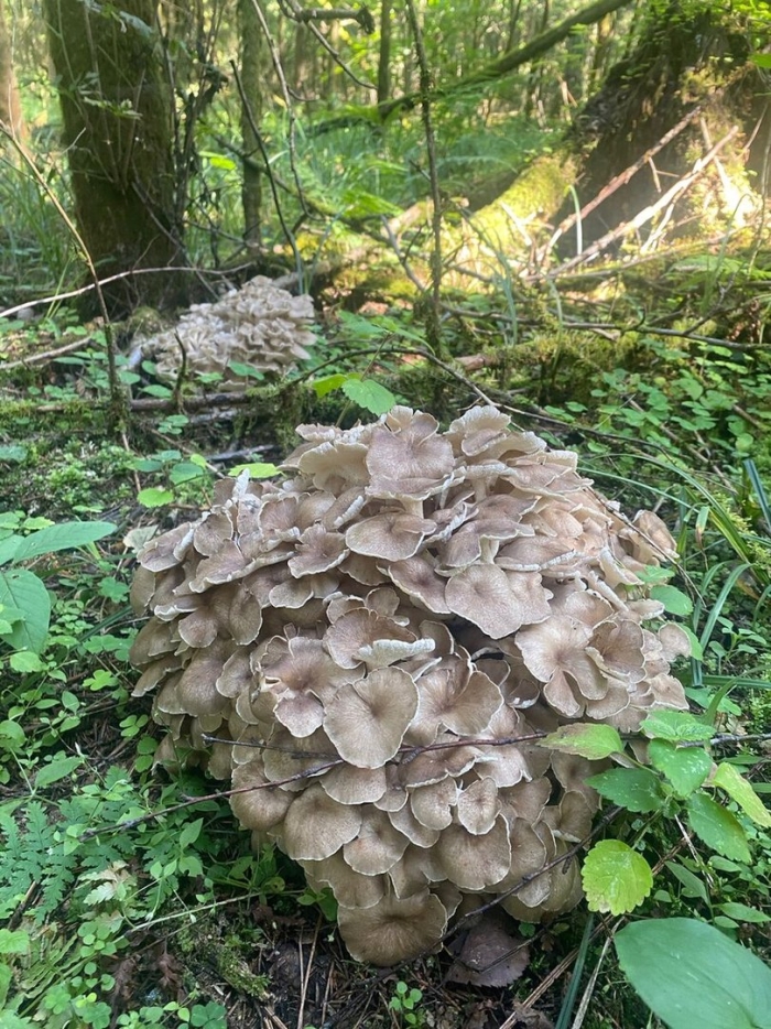 Трутовик зонтичный