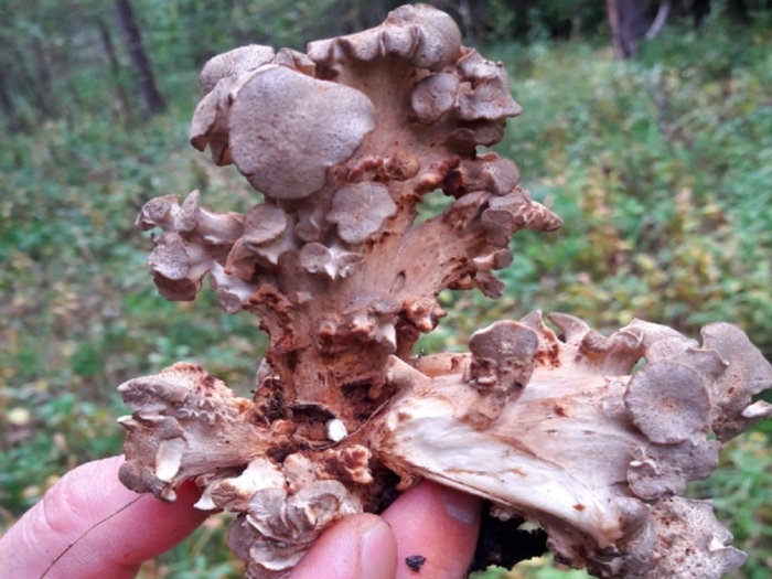 Гриб баранья голова