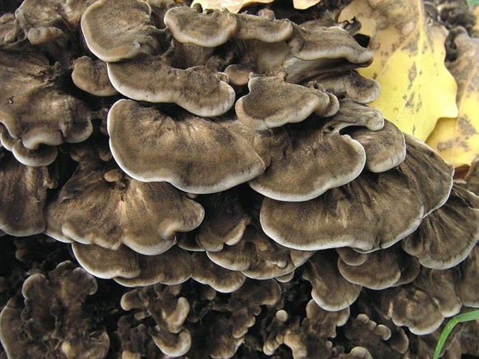 Грифола курчавая