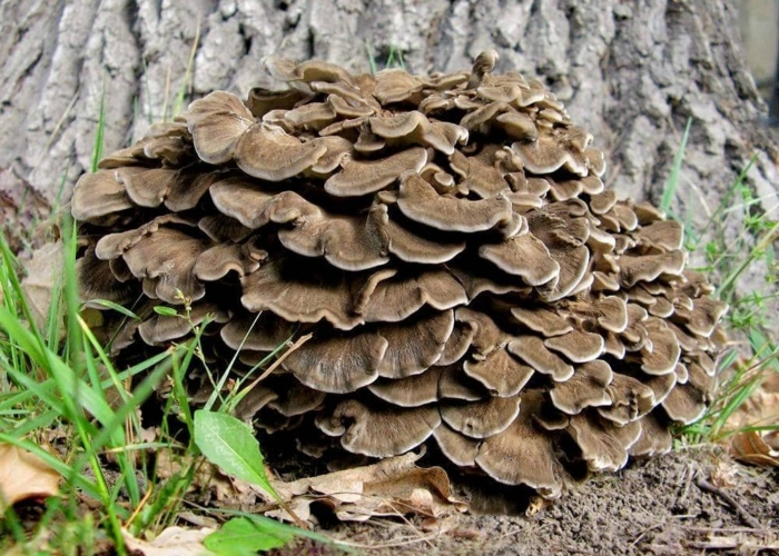 Грифола курчавая