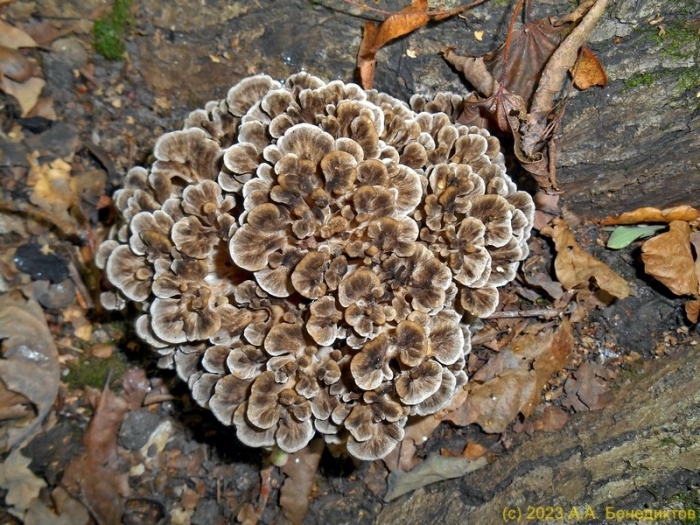 Грифола курчавая