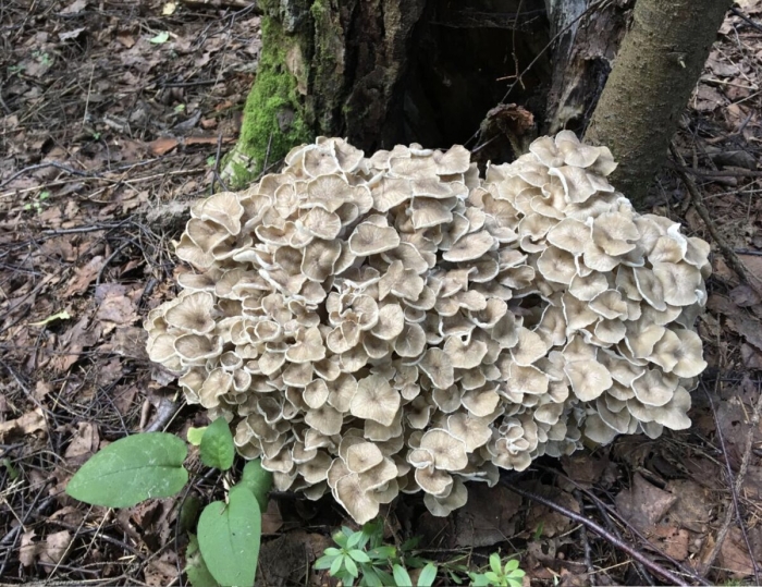 Polyporus umbellatus