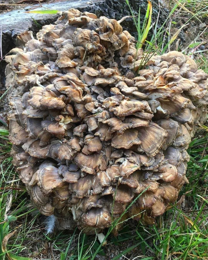 Грифола курчавая гриб